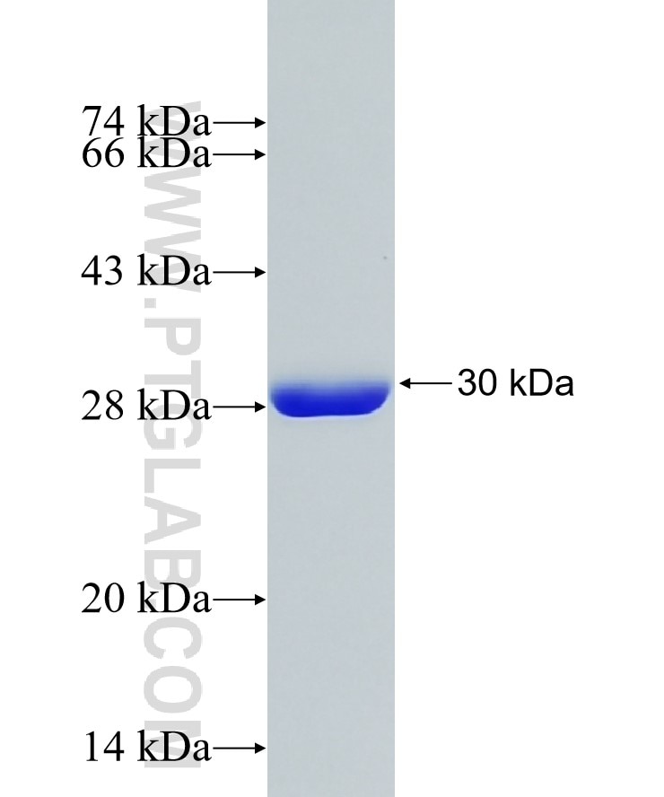 mNeonGreen fusion protein Ag31617 SDS-PAGE