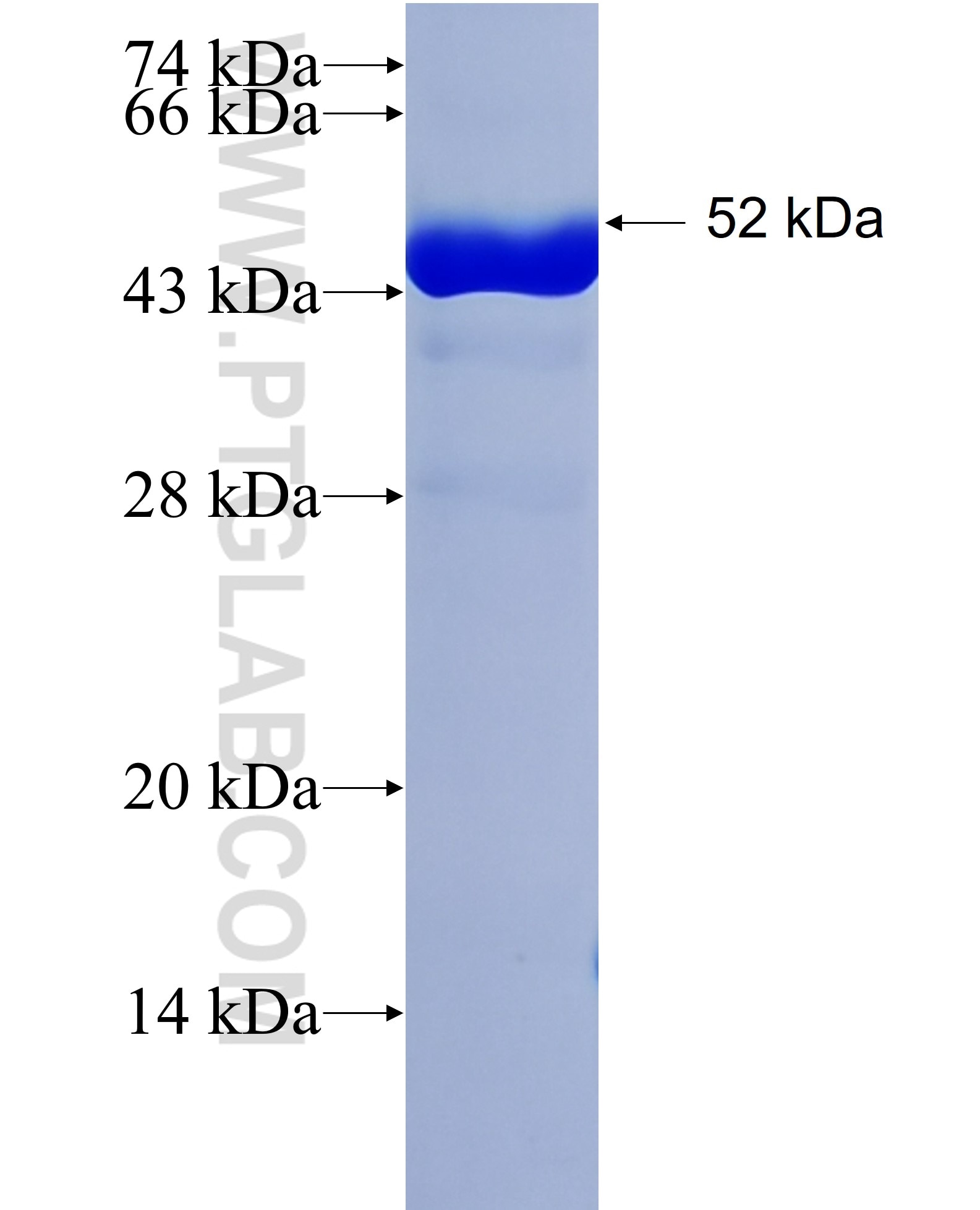 mNeonGreen fusion protein Ag31646 SDS-PAGE