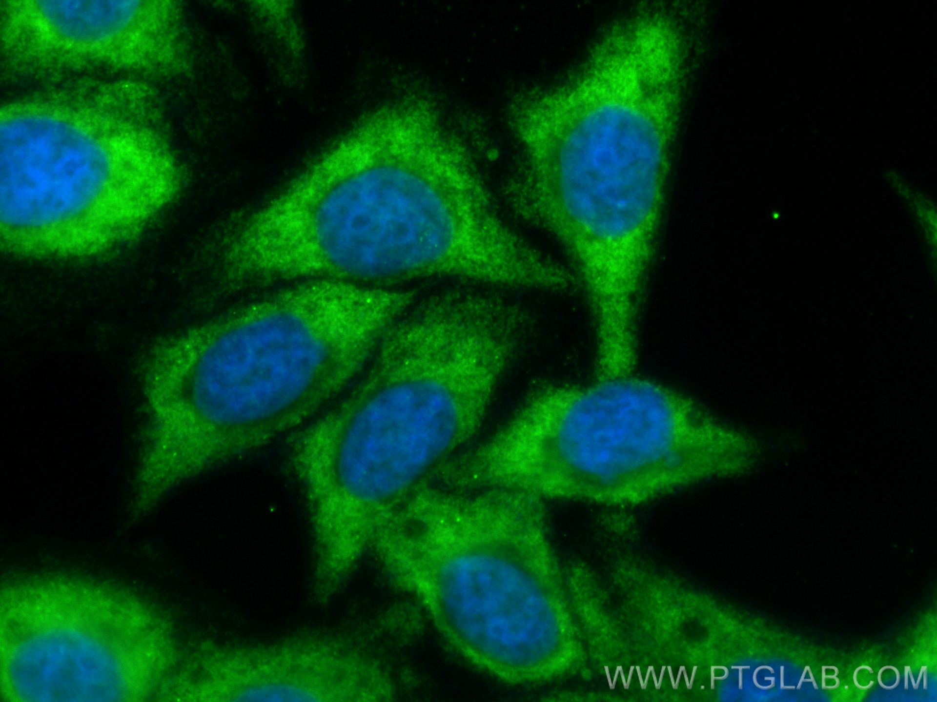 Immunofluorescence (IF) / fluorescent staining of HepG2 cells using CoraLite® Plus 488-conjugated mTOR Polyclonal anti (CL488-28273)