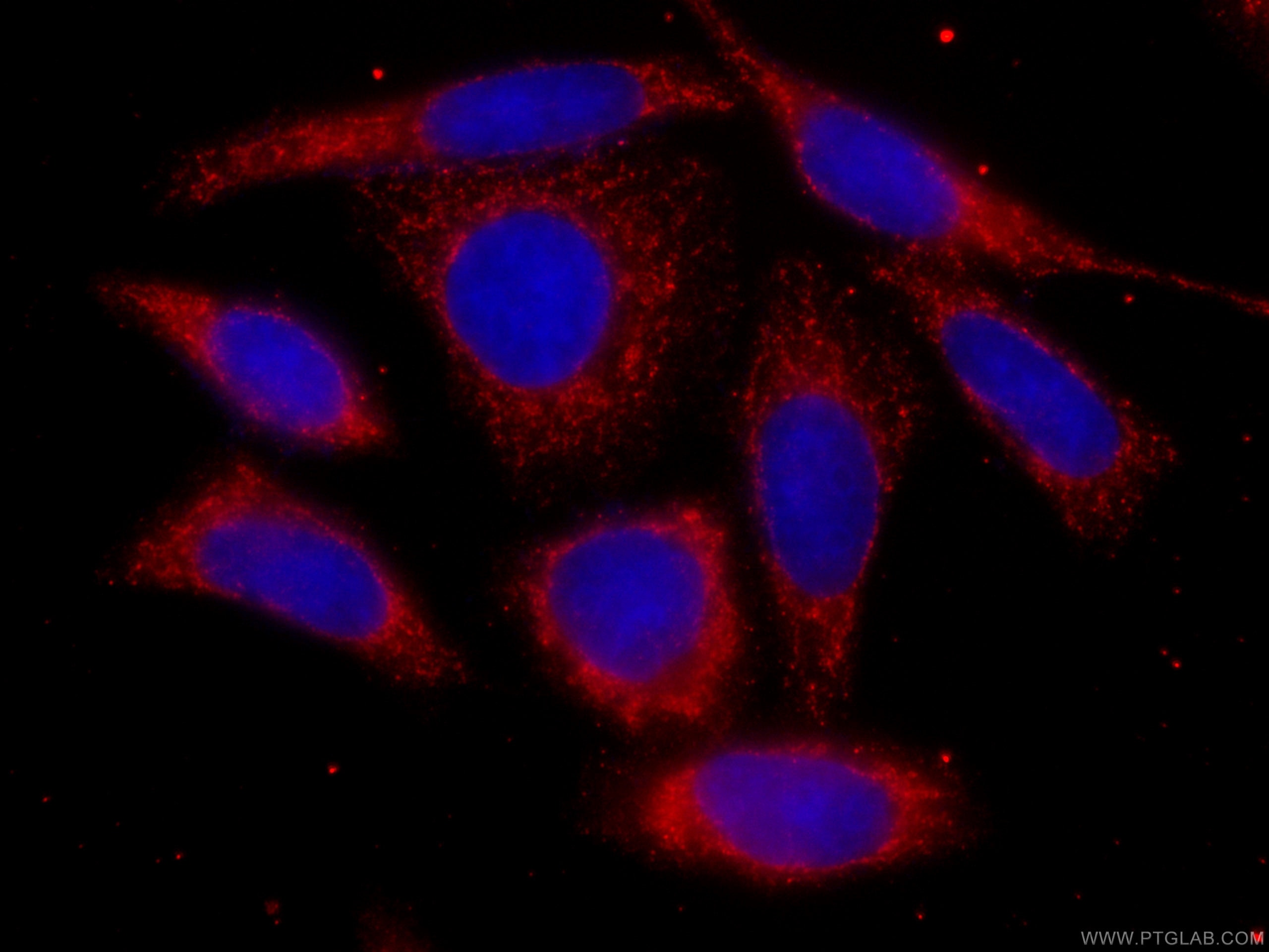 Immunofluorescence (IF) / fluorescent staining of HepG2 cells using CoraLite®594-conjugated mTOR Monoclonal antibody (CL594-66888)