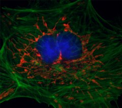 Immunofluorescence staining with MAXbind