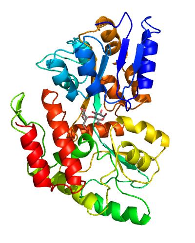 Structure of MBP.