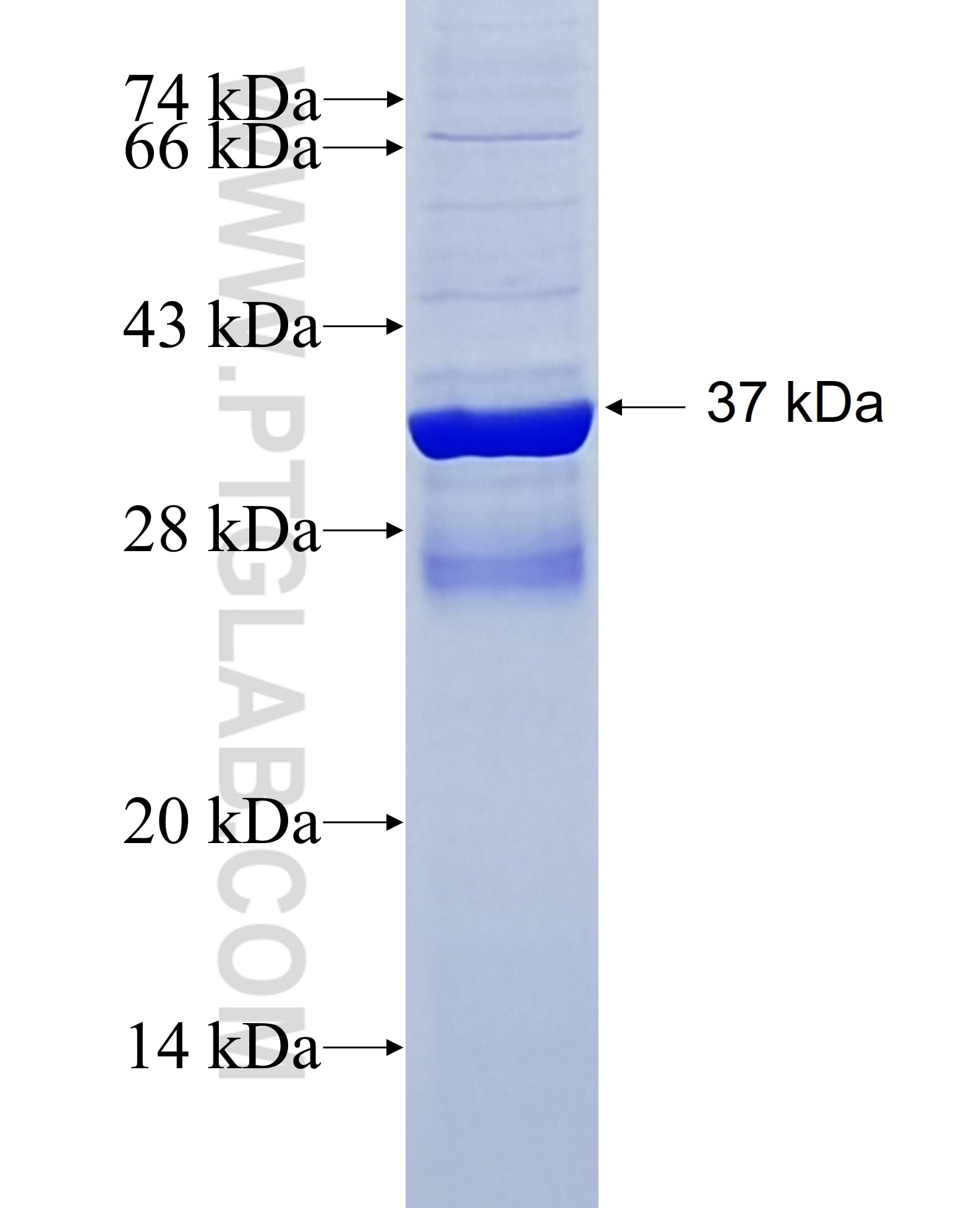 membrane glycoprotein fusion protein Ag30691 SDS-PAGE