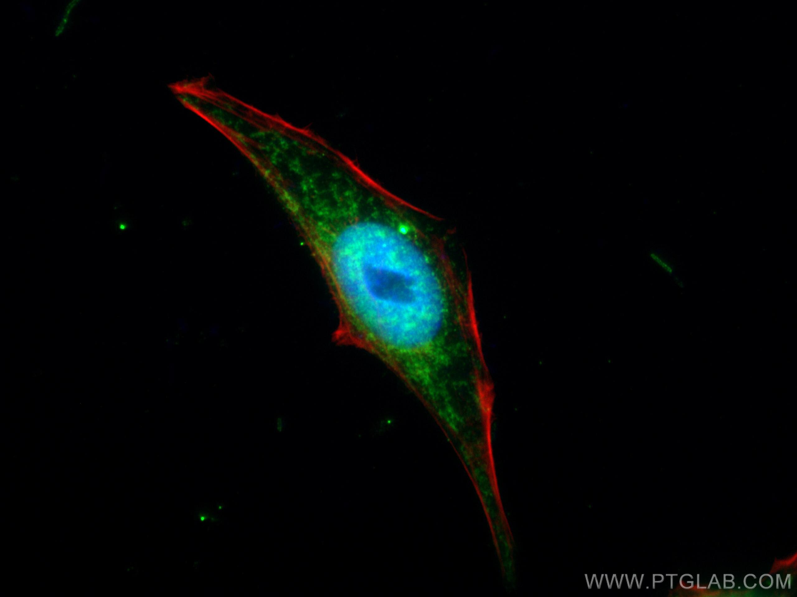 Immunofluorescence (IF) / fluorescent staining of HepG2 cells using CISD1 Polyclonal antibody (16006-1-AP)