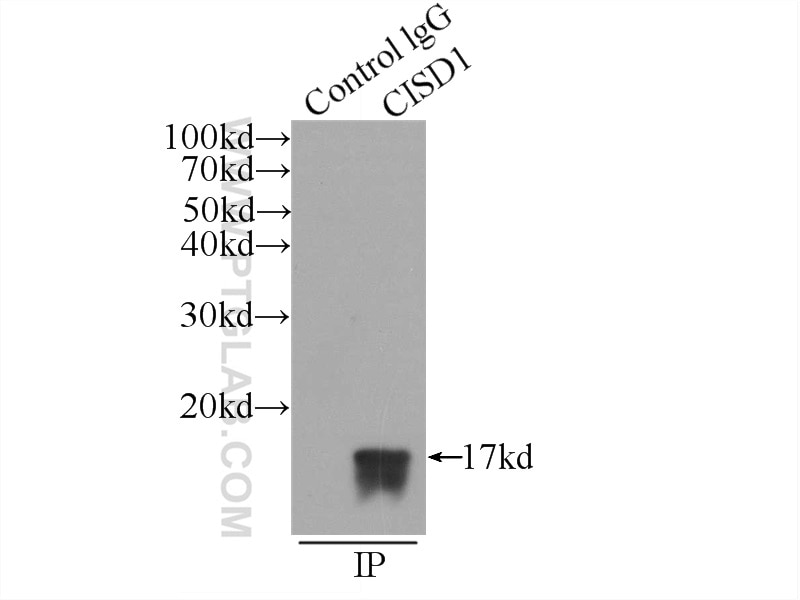 Immunoprecipitation (IP) experiment of HepG2 cells using CISD1 Polyclonal antibody (16006-1-AP)