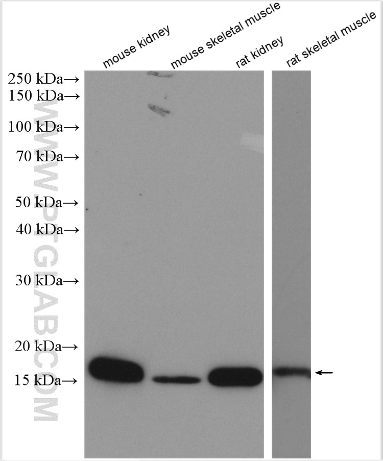 Western Blot (WB) analysis of various lysates using CISD1 Polyclonal antibody (16006-1-AP)