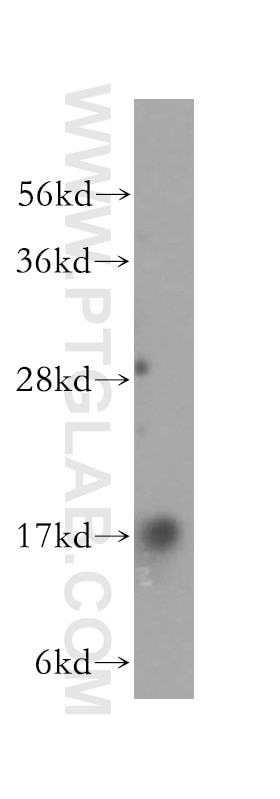 CISD1 Polyclonal antibody