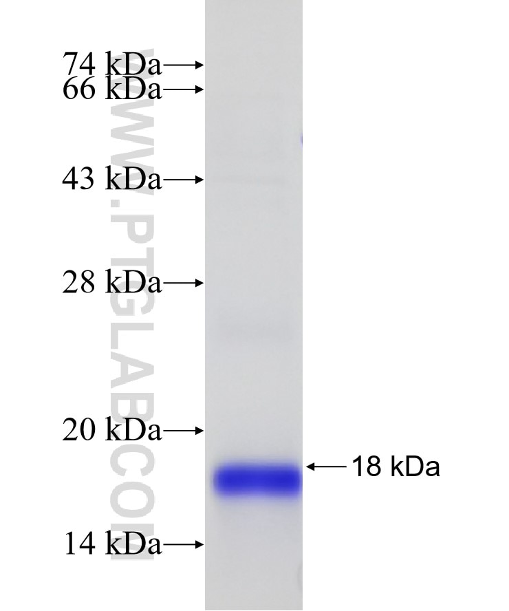 mitoNEET,CISD1 fusion protein Ag8560 SDS-PAGE