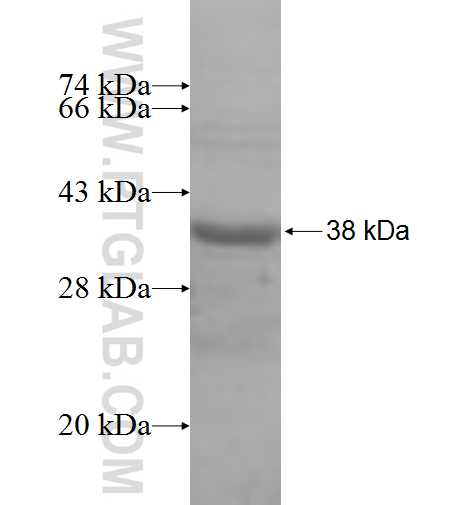 mitoNEET,CISD1 fusion protein Ag8680 SDS-PAGE