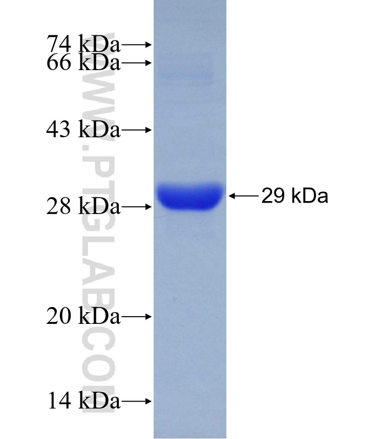 mouse Caspase 4 fusion protein Ag29880 SDS-PAGE