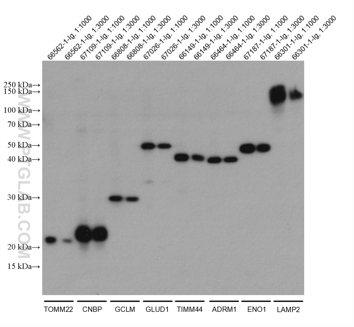 Western Blot (WB) analysis of various lysates using mouse IgG Kappa chain Recombinant antibody (80015-1-RR)
