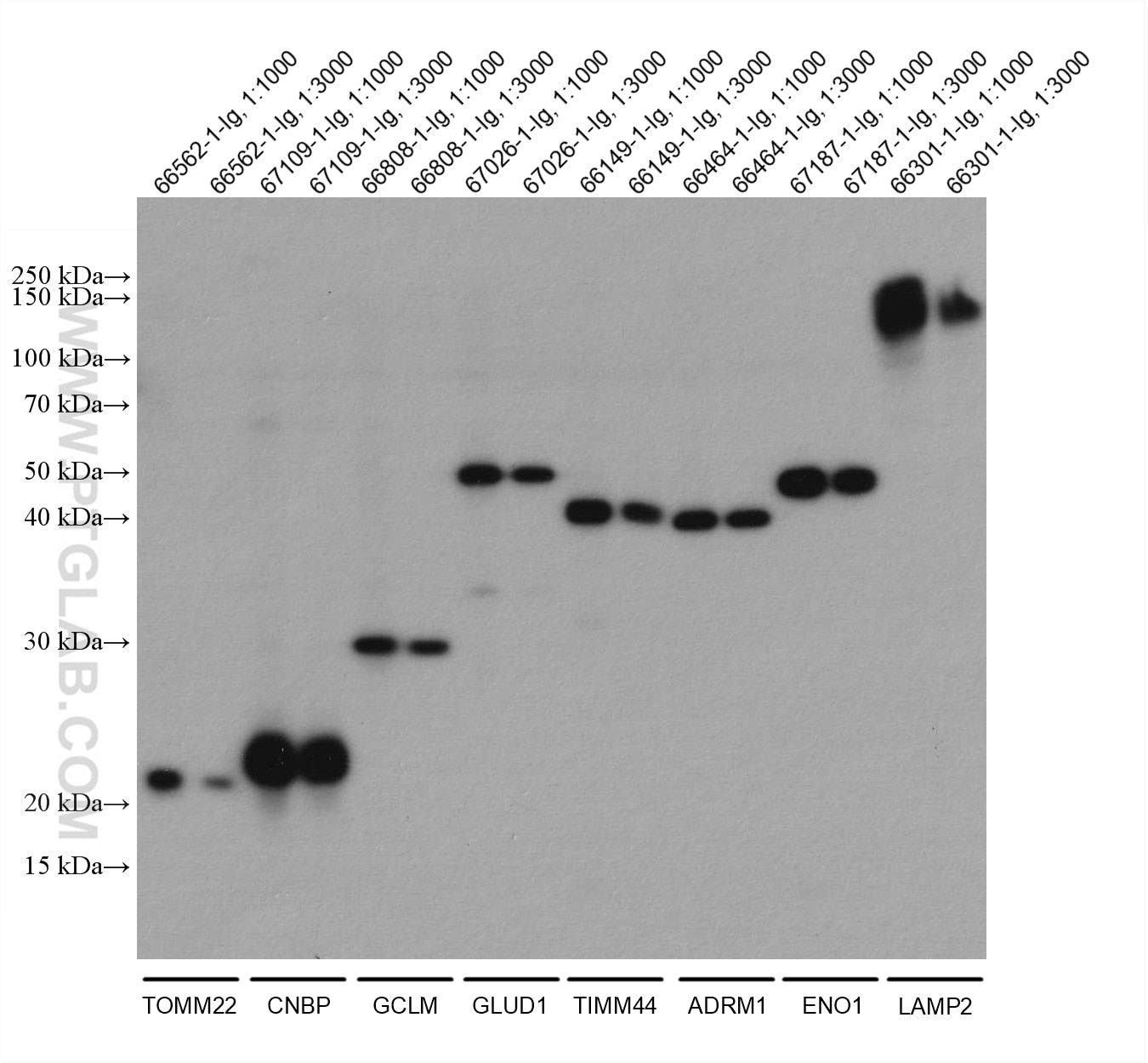 WB analysis using 80015-1-RR