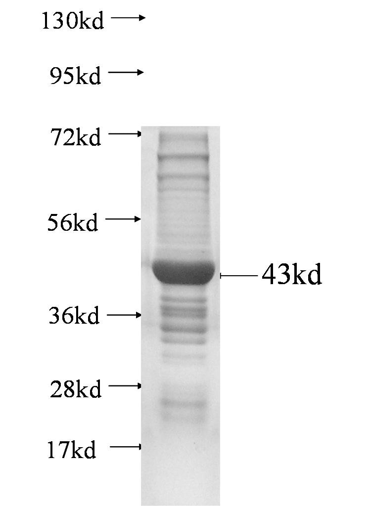mp fusion protein Ag0715 SDS-PAGE