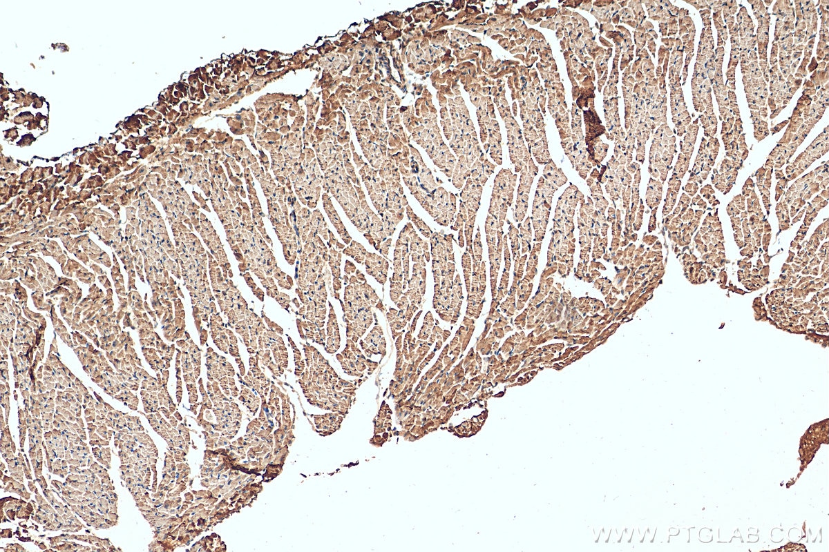 IHC staining of mouse heart using 18984-1-AP