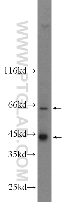 Western Blot (WB) analysis of NIH/3T3 cells using Nectin-4/PVRL4 Polyclonal antibody (21903-1-AP)