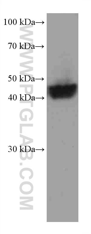 Western Blot (WB) analysis of human placenta tissue using Nectin-4/PVRL4 Monoclonal antibody (67721-1-Ig)