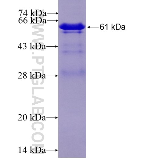 nectin 4 fusion protein Ag14127 SDS-PAGE