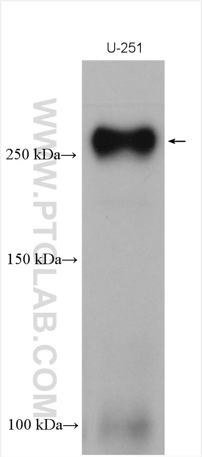 WB analysis using 29285-1-AP