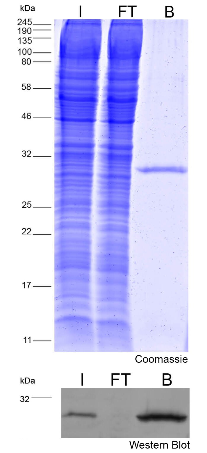 Immunoprecipitation of mNeonGreen:Coomassie and Western Blot; Western blot indicates high effectiveness of pull-down.I: Input, FT: Flow-through, B: Bound.