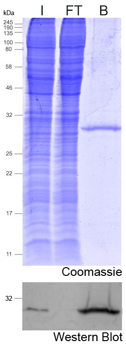 mNeonGreen antibody (29523-1-AP)