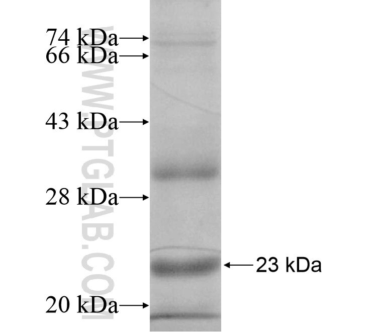 ob,leptin fusion protein Ag13731 SDS-PAGE