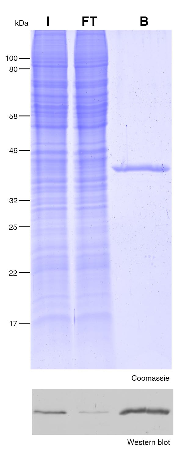 Immunoprecipitation of Halo-tag protein with Halo-Trap.I: Input, FT: Flow-through, B: Bound.