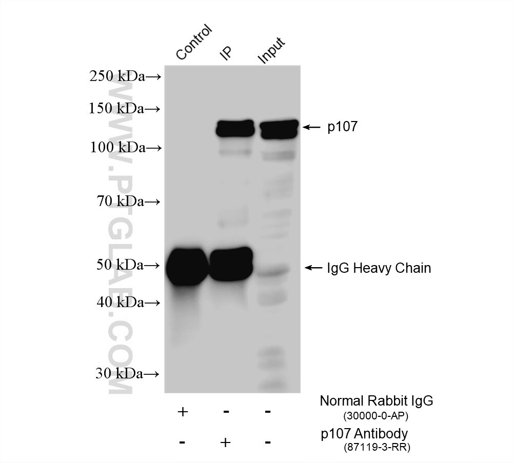 Immunoprecipitation (IP) experiment of MCF-7 cells using p107 Recombinant monoclonal antibody (87119-3-RR)