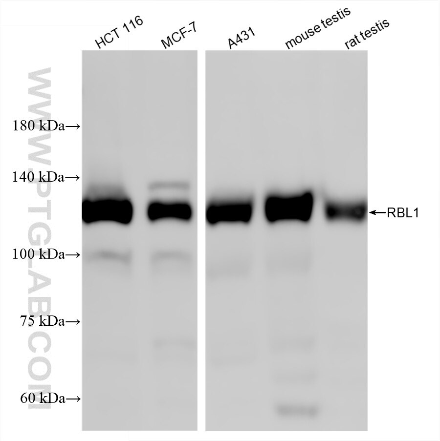 Western Blot (WB) analysis of various lysates using p107 Recombinant monoclonal antibody (87119-3-RR)