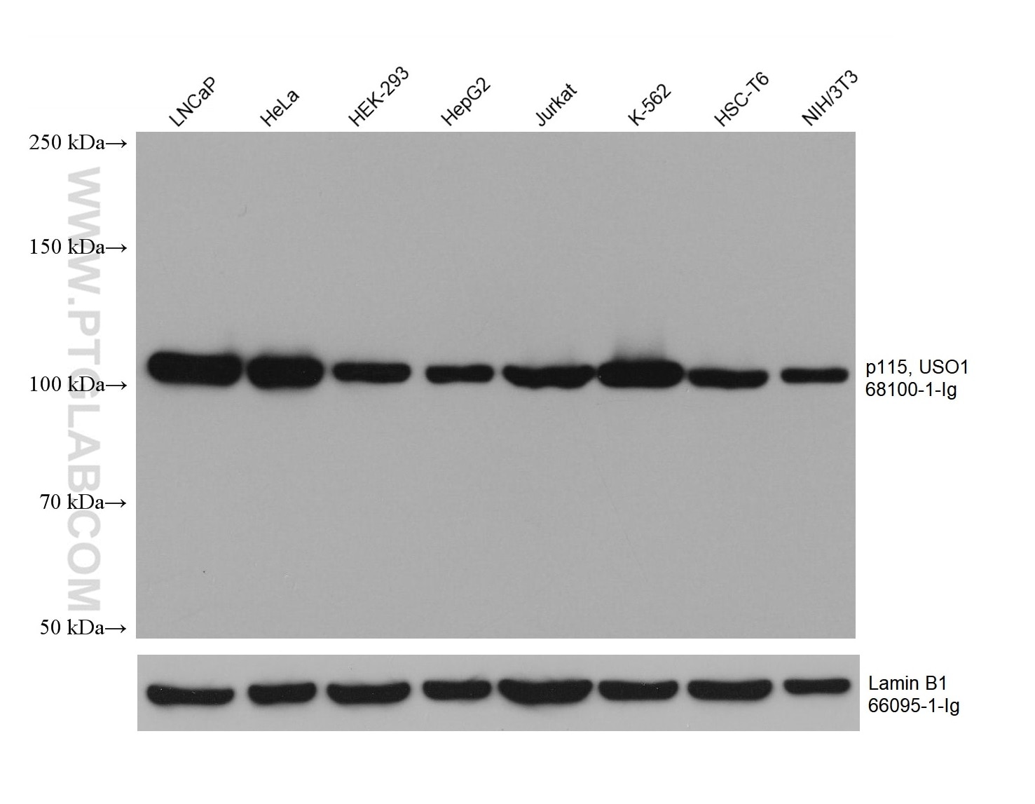 Western Blot (WB) analysis of various lysates using p115, USO1 Monoclonal antibody (68100-1-Ig)