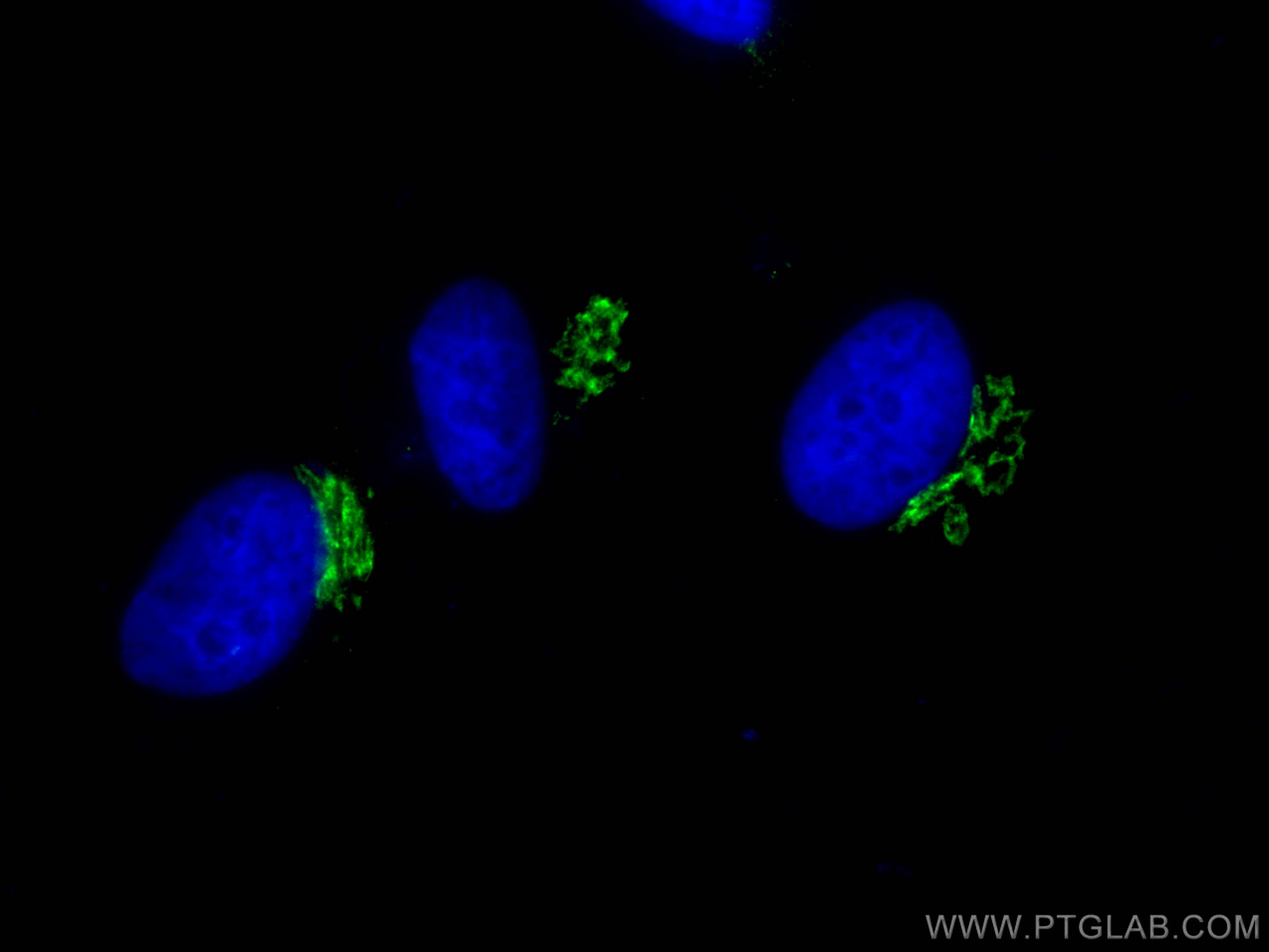 Immunofluorescence (IF) / fluorescent staining of HeLa cells using CoraLite® Plus 488-conjugated p115, USO1 Monoclona (CL488-68100)
