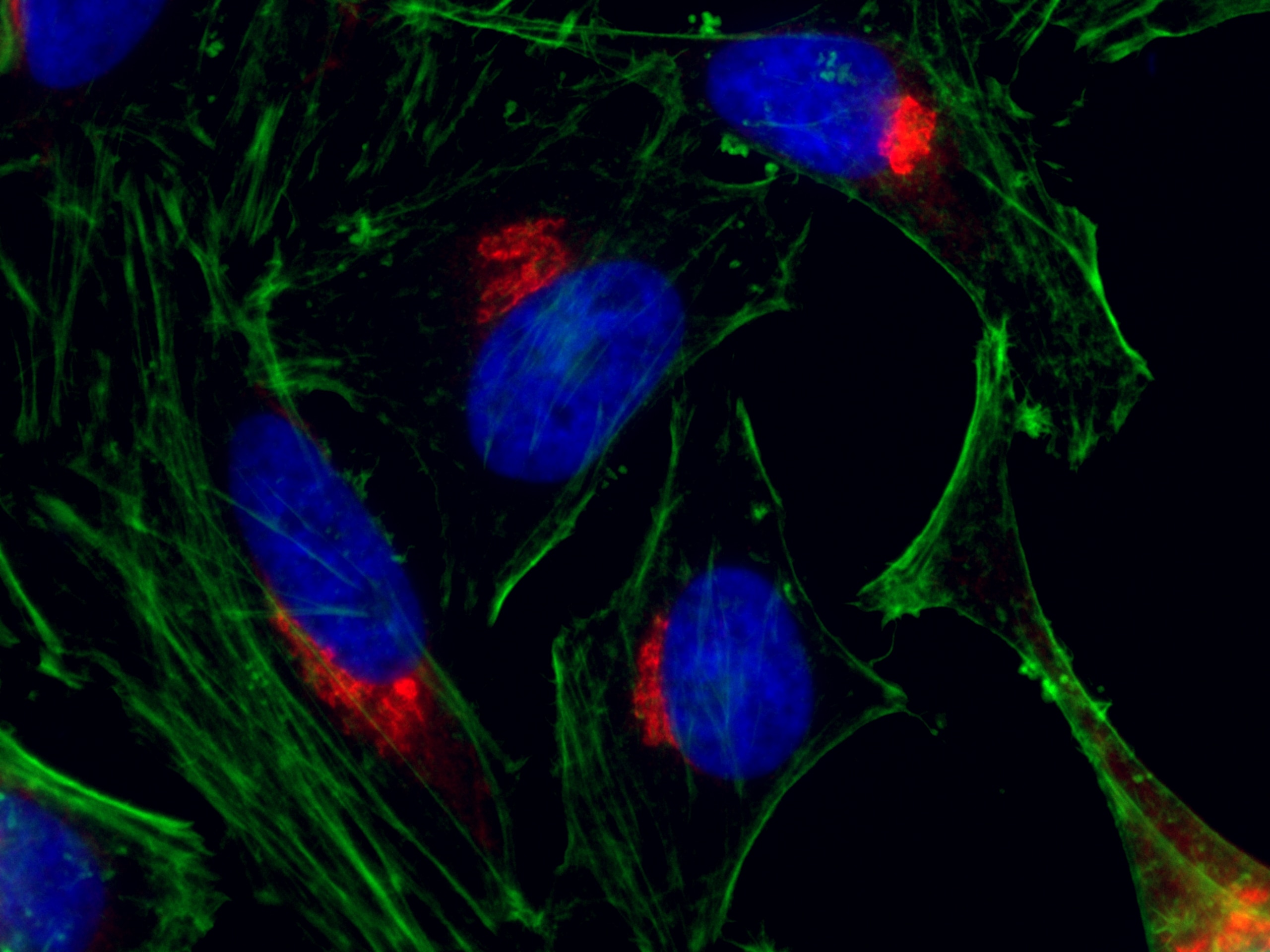 Immunofluorescence (IF) / fluorescent staining of HeLa cells using CoraLite®594-conjugated p115, USO1 Polyclonal anti (CL594-13509)