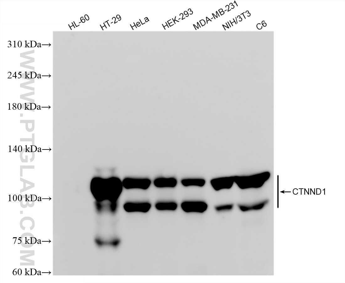 WB analysis using 88083-1-RR Western Blot (WB) analysis of various lysates using p120 Catenin Recombinant monoclonal antibody (88083-1-RR)
