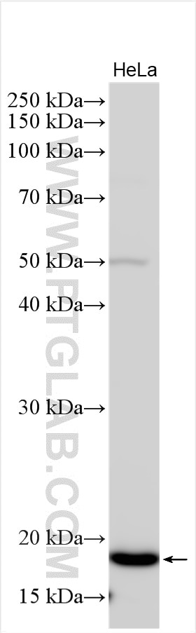 Western Blot (WB) analysis of various lysates using P14-ARF Polyclonal antibody (31221-1-AP)