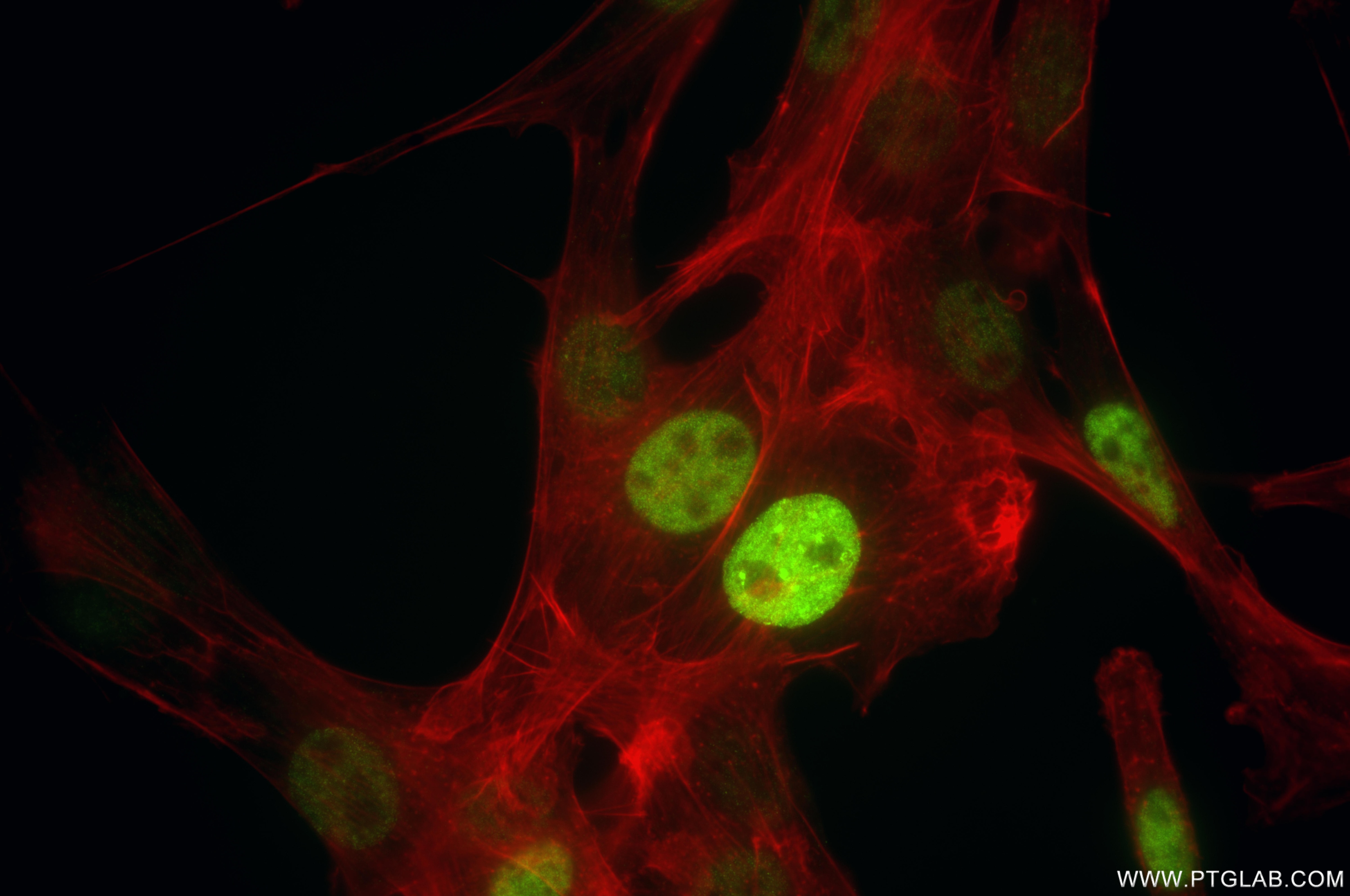 Immunofluorescence (IF) / fluorescent staining of NIH/3T3 cells using p21 Recombinant monoclonal antibody (85435-2-RR)