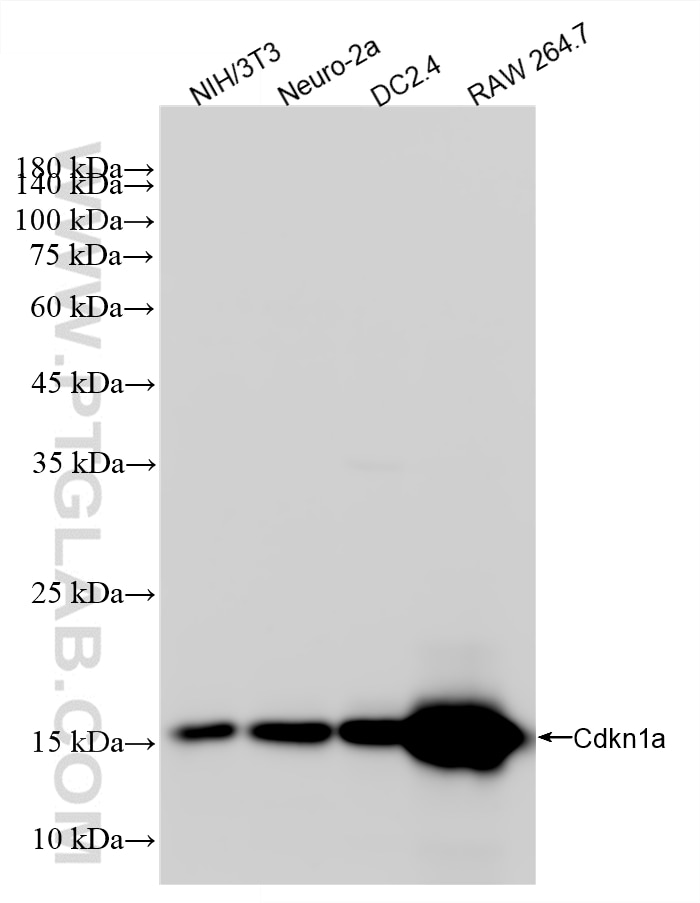 Western Blot (WB) analysis of various lysates using p21 Recombinant monoclonal antibody (85435-2-RR)