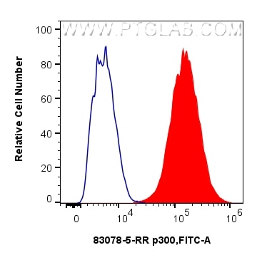 1x10^6 THP-1 cells were intracellularly stained with 0.25 ug p300 Recombinant monoclonal antibody (83078-5-RR, Clone:230369D12) and CoraLite®488-Conjugated Goat Anti-Rabbit IgG(H+L) (SA00013-2)(red), or 0.25 ug Rabbit IgG Isotype Control RecAb (98136-1-RR, Clone: 240953C9) (blue). Cells were fixed and permeabilized with Transcription Factor Staining Buffer Kit (PF00011). Flow cytometry (FC) experiment of THP-1 cells using p300 Recombinant monoclonal antibody (83078-5-RR)