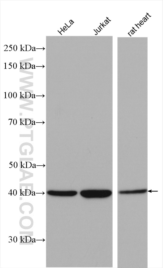 Western Blot (WB) analysis of various lysates using p38 MAPK Polyclonal antibody (14064-1-AP)