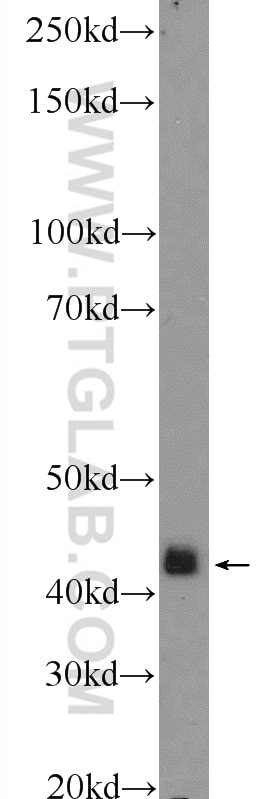 Western Blot (WB) analysis of mouse heart tissue using p38 MAPK Polyclonal antibody (14064-1-AP)