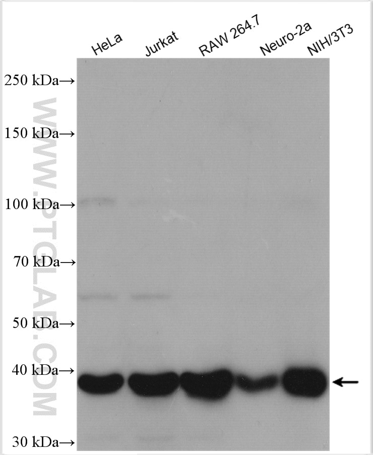 Western Blot (WB) analysis of various lysates using p38 MAPK Polyclonal antibody (14064-1-AP)