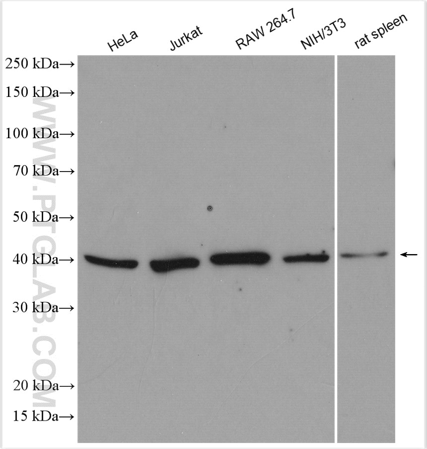 Western Blot (WB) analysis of various lysates using p38 MAPK Polyclonal antibody (14064-1-AP)