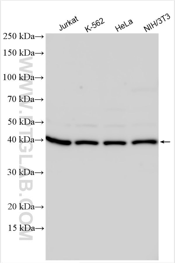 Western Blot (WB) analysis of various lysates using p38 MAPK Polyclonal antibody (14064-1-AP)