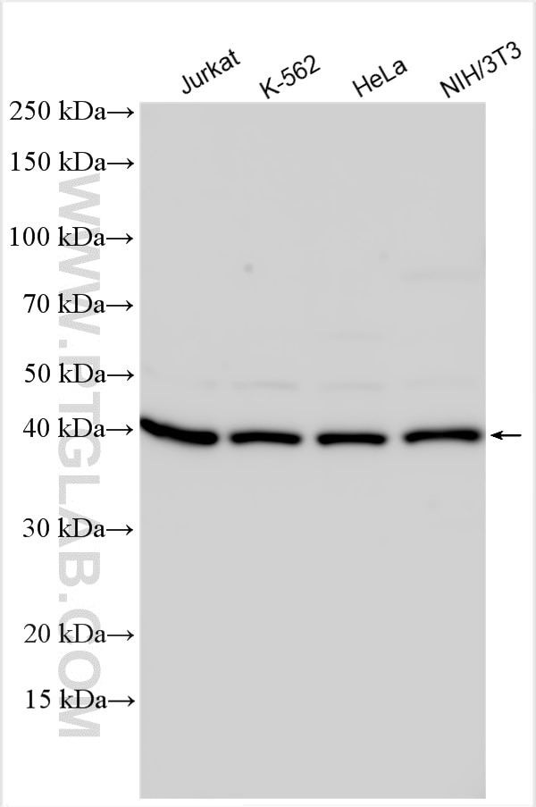 WB analysis using 14064-1-AP