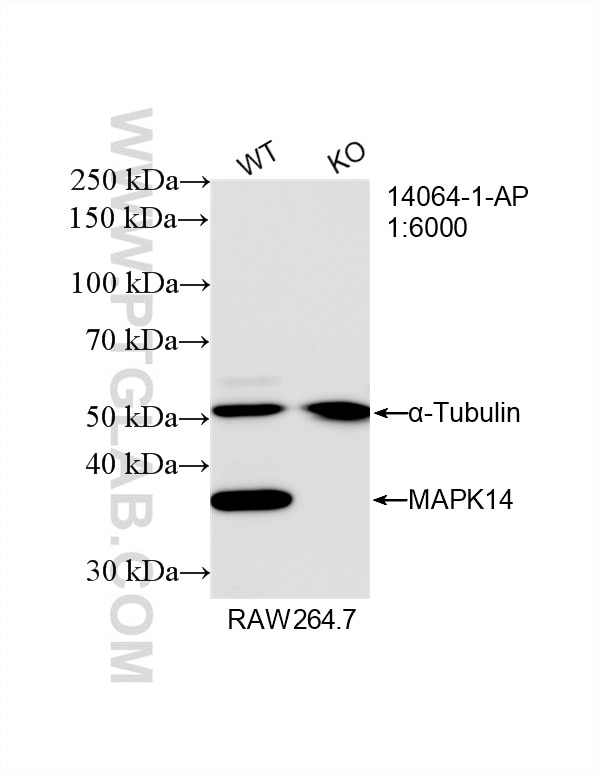Western Blot (WB) analysis of RAW 264.7 cells using p38 MAPK Polyclonal antibody (14064-1-AP)