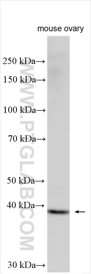 WB analysis using 51115-1-AP