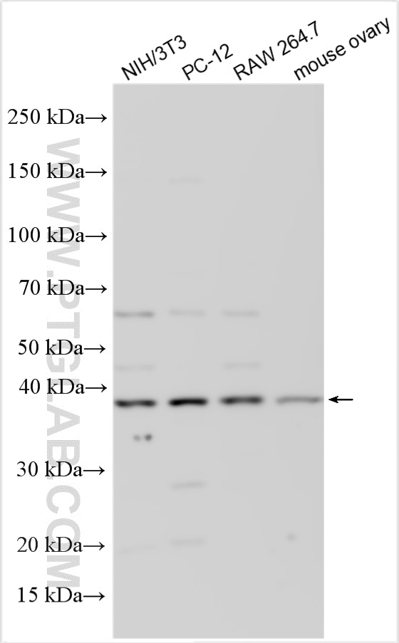 Western Blot (WB) analysis of various lysates using p38 MAPK Polyclonal antibody (51115-1-AP)