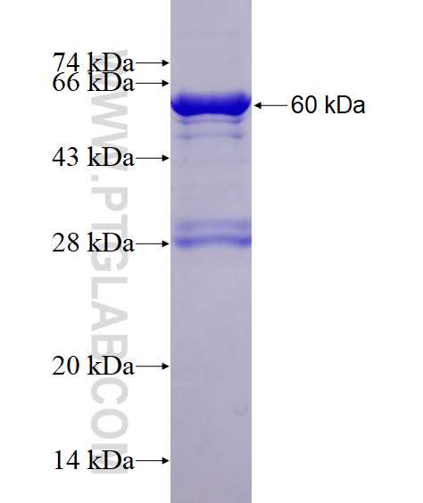 p38 MAPK fusion protein Ag5115 SDS-PAGE