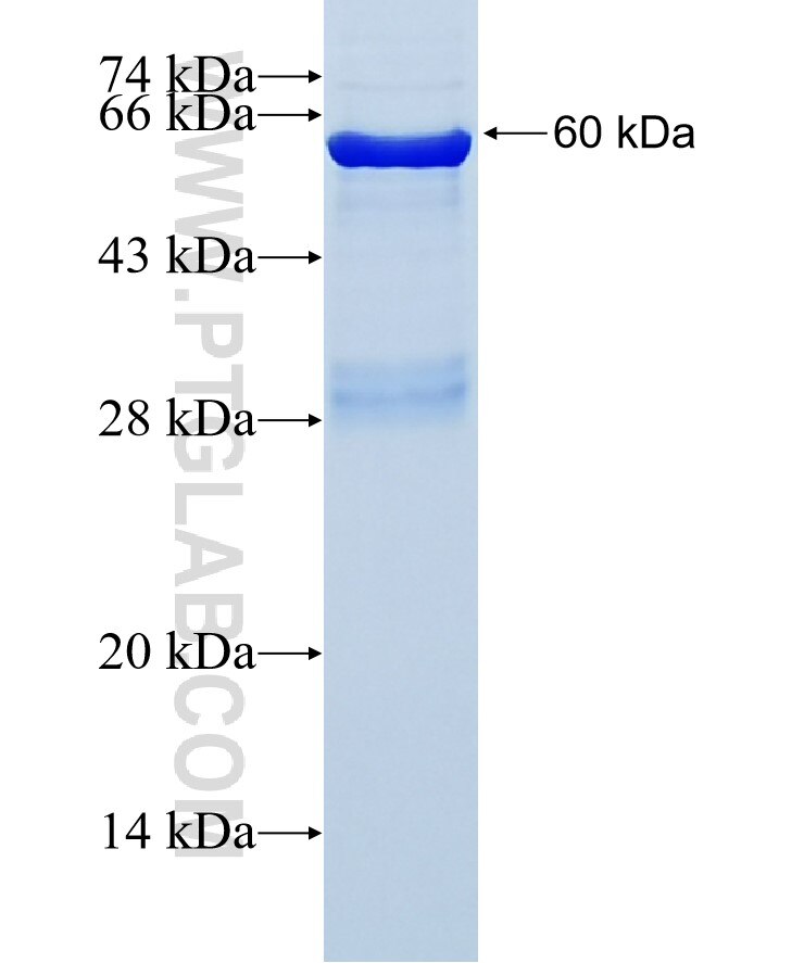 p38 MAPK fusion protein Ag5115 SDS-PAGE