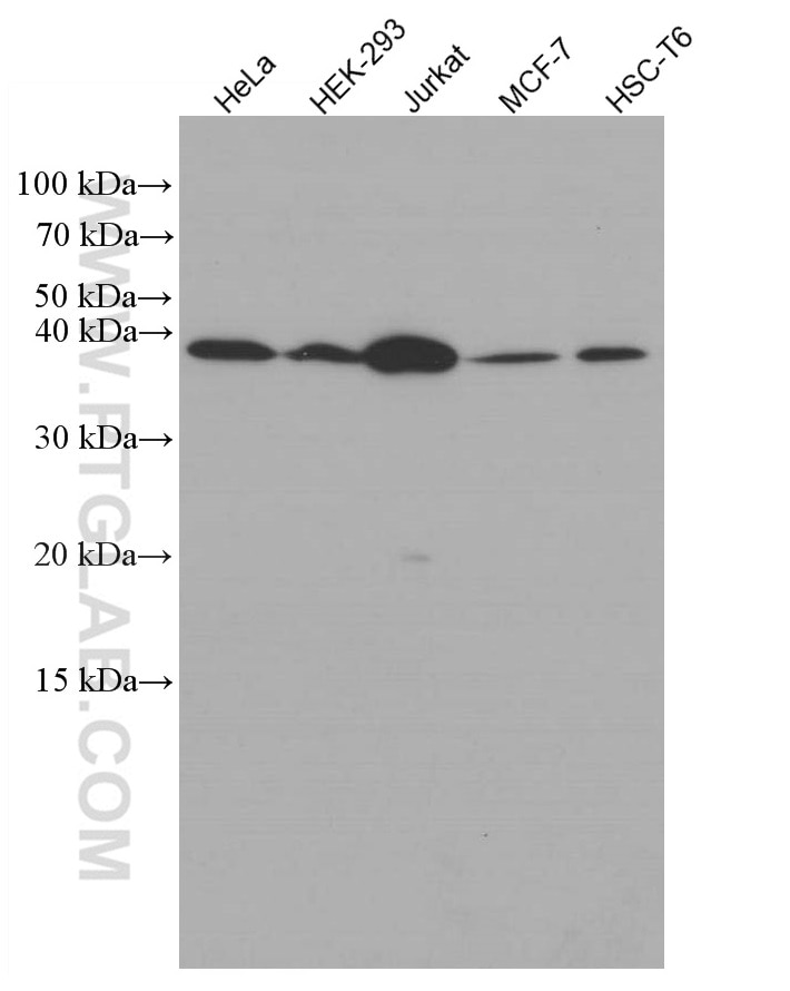 Western Blot (WB) analysis of various lysates using p38 MAPK Monoclonal antibody (66234-1-Ig)
