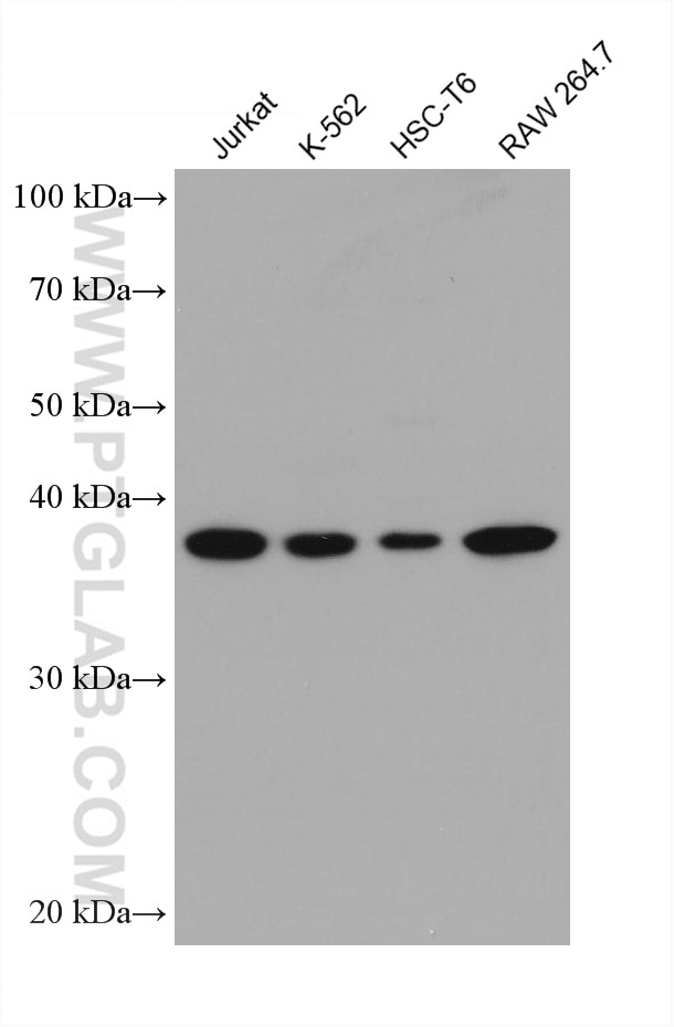 Western Blot (WB) analysis of various lysates using p38 MAPK Monoclonal antibody (66234-1-Ig)