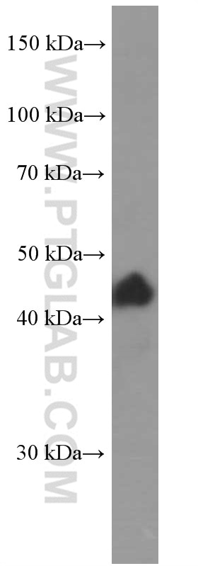 Western Blot (WB) analysis of pig heart tissue using p38 MAPK Monoclonal antibody (66234-1-Ig)